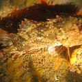 eutokia 11 giugno 1005 015